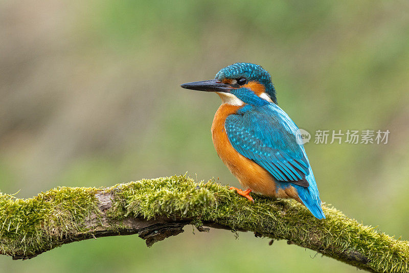 雄性翠鸟(Alcedo atthis)